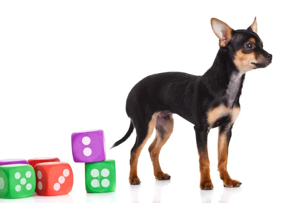 Chihuahua i kostki na białym tle — Zdjęcie stockowe