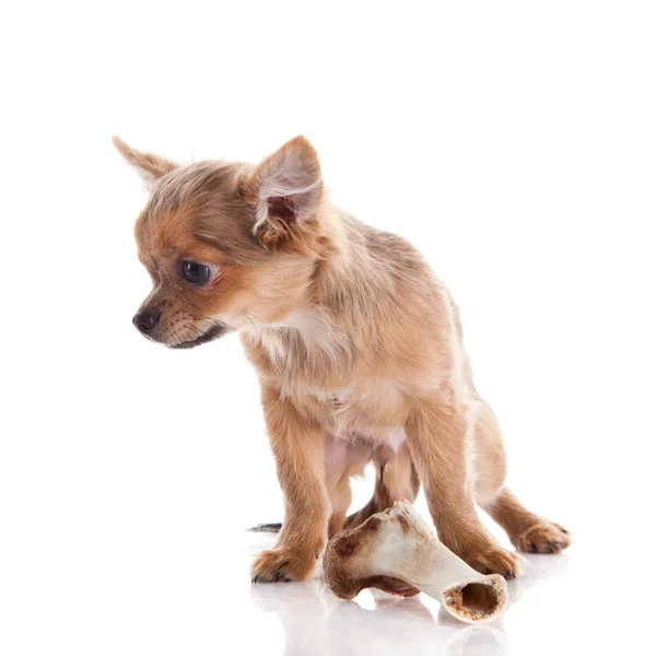 Chihuahua and bone isolated on white background — Stock Photo, Image