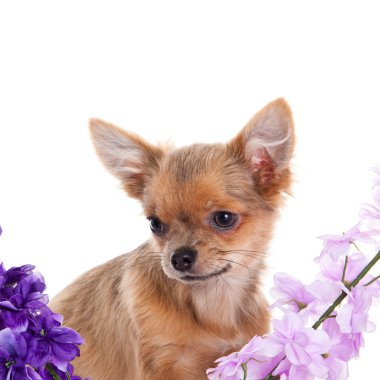 Chihuahua ve beyaz arka plan üzerinde izole çiçekler
