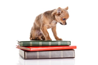 Chihuahua beyaz zemin üzerine izole kitap