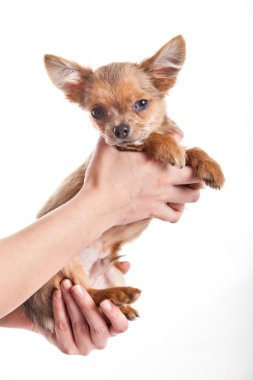 Chihuahua beyaz zemin üzerine izole eller üzerinde
