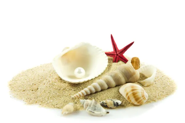 Ракушки, жемчуг, морская звезда на песке — стоковое фото