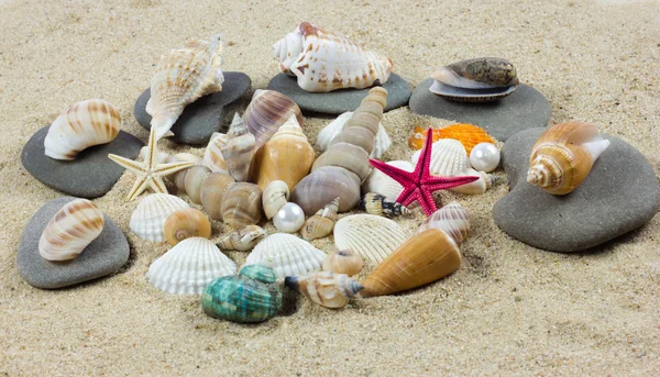 Conchas en la arena. Estrella de mar. tesoro —  Fotos de Stock