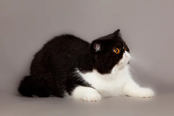Gato sobre fondo gris —  Fotos de Stock