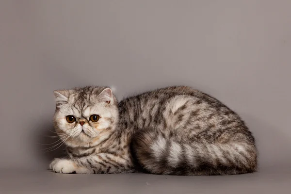 Katze auf grauem Hintergrund — Stockfoto