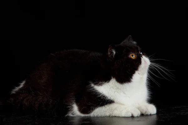 Exotische Perzische kat op zwarte achtergrond — Stockfoto