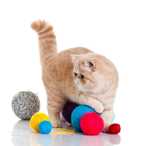 Gato exótico persa aislado con bolas de diferentes colores — Foto de Stock