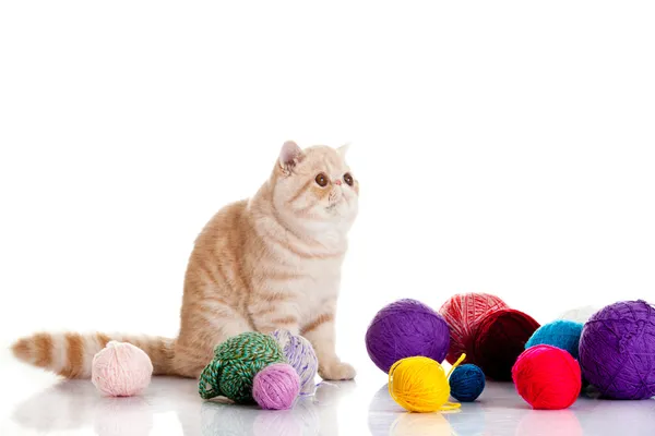Perski kot egzotyczny na białym tle z piłki w różnych kolorach — Zdjęcie stockowe