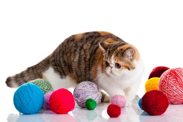 Gato exótico persa aislado con bolas de diferentes colores — Foto de Stock