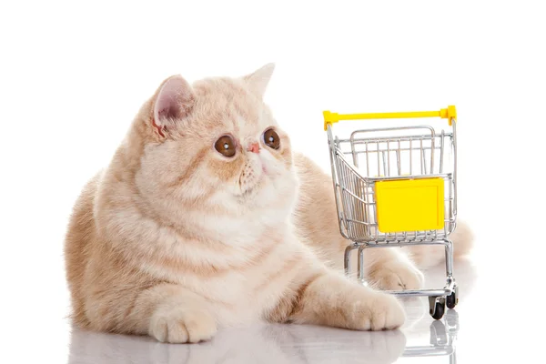 Gato exótico persa aislado con carrito de compras —  Fotos de Stock