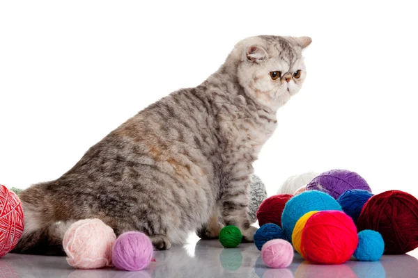 Gato exótico persa aislado con bolas de diferentes colores — Foto de Stock