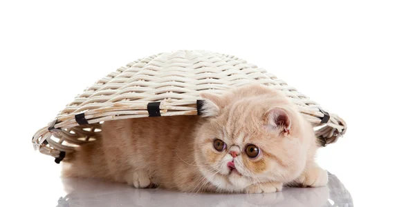 Perzisch-exotische kitten onder mand geïsoleerd — Stockfoto