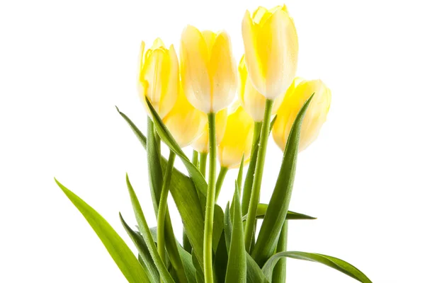 Tulpen geïsoleerd op een witte achtergrond. kleuren — Stockfoto