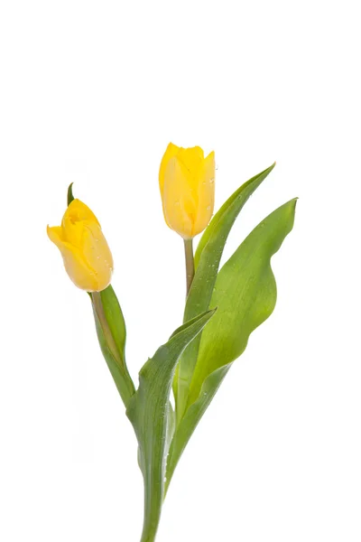 Tulpen geïsoleerd op een witte achtergrond. kleuren — Stockfoto