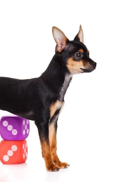 Chihuahua und Würfel isoliert auf weißem Hintergrund — Stockfoto