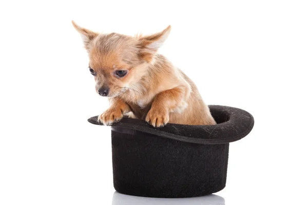 Chihuahua and hat isolated on white background — Stock Photo, Image