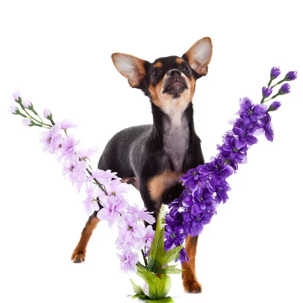 Chihuahua και λουλούδια που απομονώνονται σε λευκό φόντο — Φωτογραφία Αρχείου