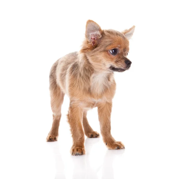 Chihuahua isolerad på vit bakgrund — Stockfoto