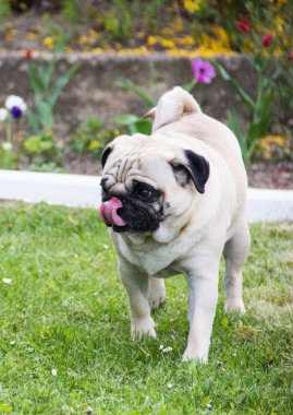 Pug köpek