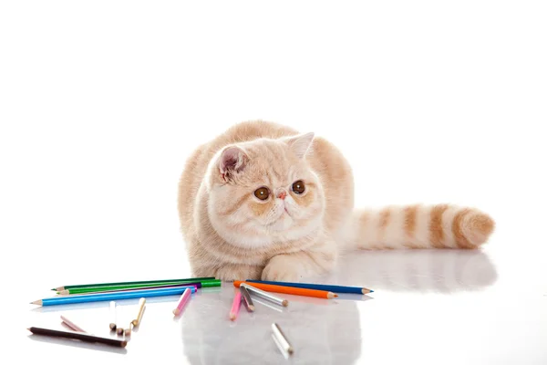 Beyaz arka plan üzerinde izole kalem ile kedi