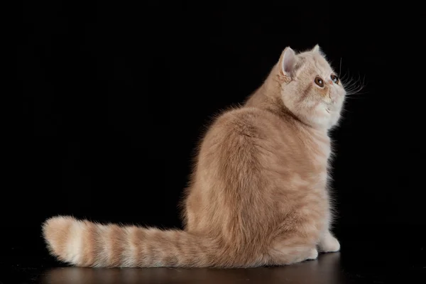 Exotische Perzische kat op zwarte achtergrond — Stockfoto