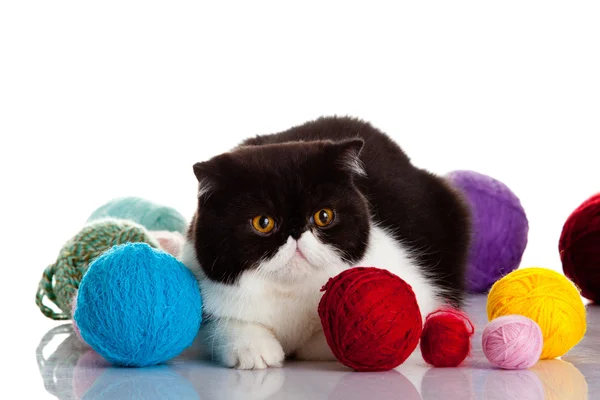 Persian exotic cat isolated with balls of different colours — Stock Photo, Image