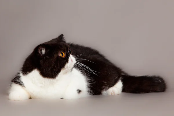 Кошка на сером фоне — стоковое фото