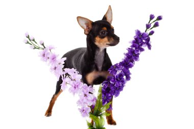 Chihuahua ve beyaz arka plan üzerinde izole çiçekler