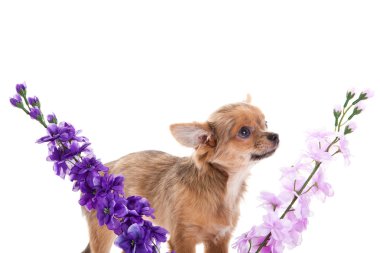 Chihuahua ve beyaz arka plan üzerinde izole çiçekler