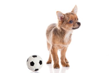 Chihuahua beyaz arka planda izole edilmiş.