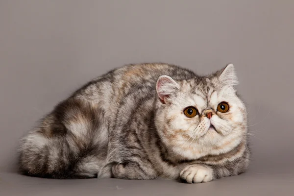 Kat op grijze achtergrond — Stockfoto