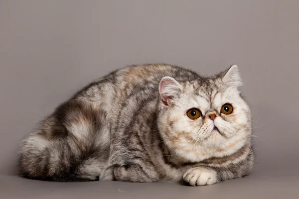 Gato sobre fondo gris —  Fotos de Stock