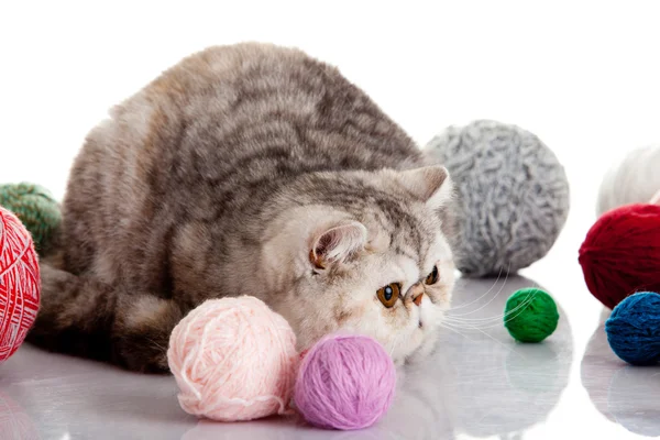 Gato exótico persa aislado con bolas de diferentes colores — Foto de Stock