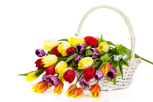 Тюльпаны в корзине изолированы на белом фоне. Цвета — стоковое фото