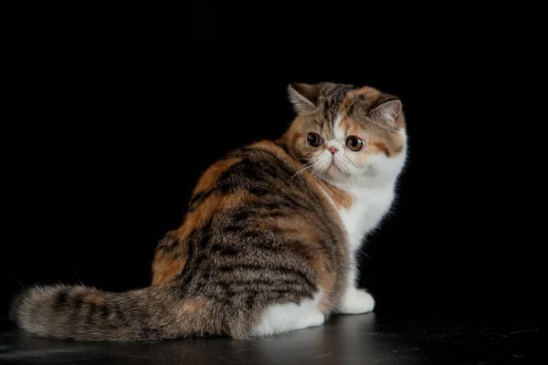 Exotische Perzische kat op zwarte achtergrond — Stockfoto