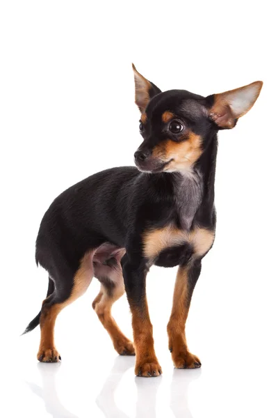 Chihuahua på böcker isolerad på vit bakgrund — Stockfoto