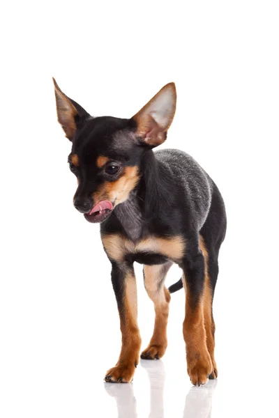 Chihuahua isolerad på vit bakgrund. hund — Stockfoto