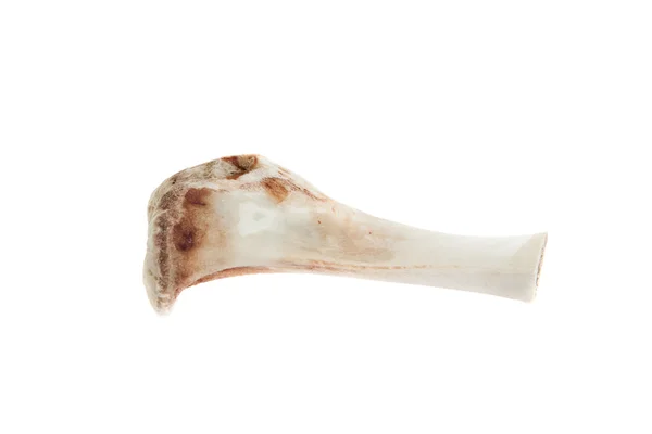Knochen isoliert auf weißem Hintergrund — Stockfoto