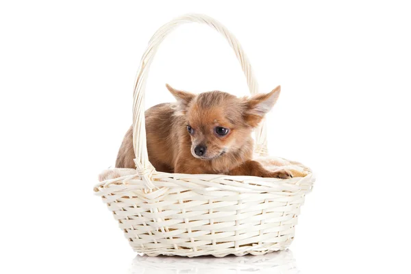 Chihuahua in basket isolated on white background — Stock Photo, Image