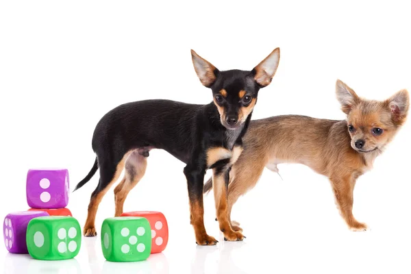 Chihuahua and cubes isolated on white background — Stock Photo, Image
