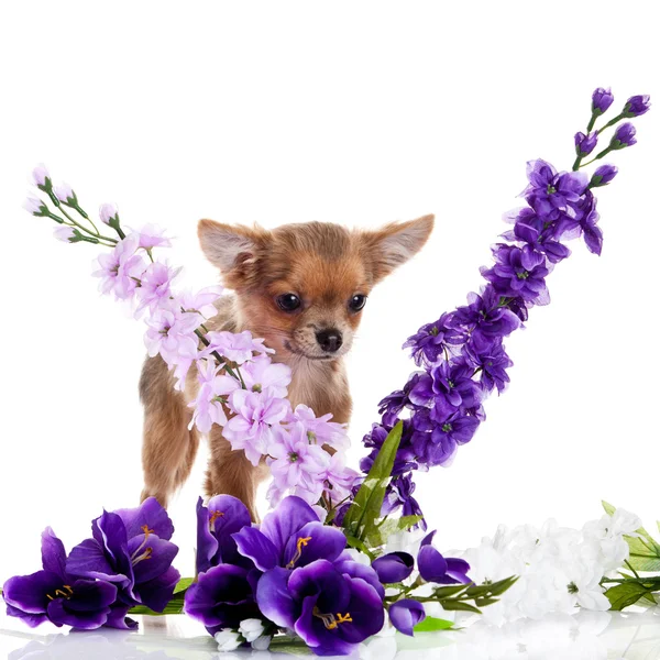 Chihuahua a květiny izolovaných na bílém pozadí — Stock fotografie