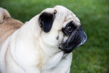 Pug köpek