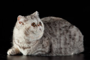 siyah arka plan üzerinde egzotik Fars kedisi