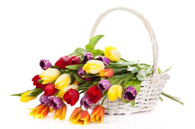 Sepette beyaz zemin üzerine izole Lale. Renkler