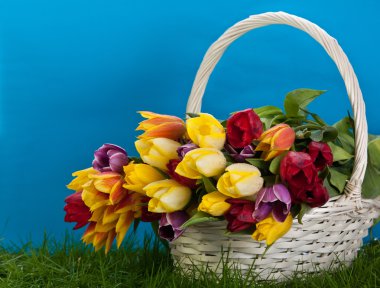 Lale sepet renkleri arka planda. Yeşil ciğeri