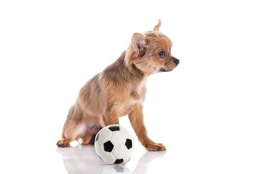 Chihuahua beyaz arka planda izole edilmiş.