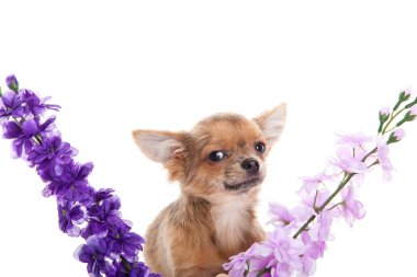 Chihuahua ve beyaz arka plan üzerinde izole çiçekler