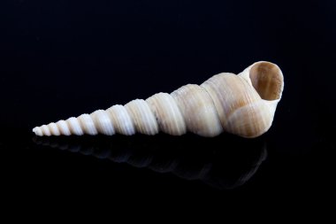 deniz kabukları siyah arkaplanda