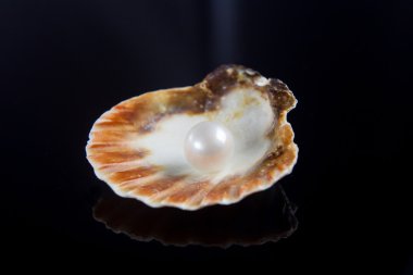 deniz kabukları siyah arkaplanda