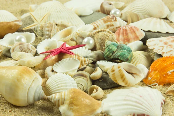 Muscheln, Perlen, Seesterne auf Sand — Stockfoto